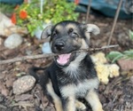 Small Photo #42 German Shepherd Dog Puppy For Sale in WINONA, MN, USA