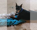 Small #5 Doberman Pinscher