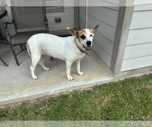 Labrador Retriever-Unknown Mix Dogs for adoption in The Woodlands, TX, USA