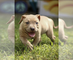 Small Photo #1 Bullypit Puppy For Sale in MARBLE FALLS, AR, USA