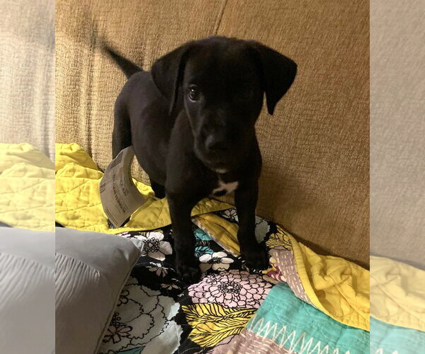 Medium Photo #3 Great Dane-Unknown Mix Puppy For Sale in Wheaton, IL, USA