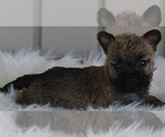 Small #1 Cairn Terrier
