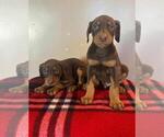 Small Photo #8 Doberman Pinscher Puppy For Sale in SANTA ANA, CA, USA