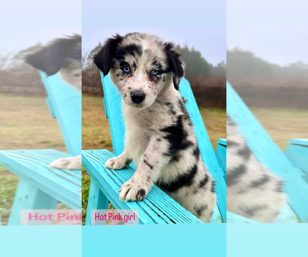 Medium Photo #3 Australian Shepherd Puppy For Sale in MCDONOUGH, GA, USA