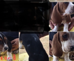 Basset Hound Puppy for sale in SHAWNEE, OK, USA