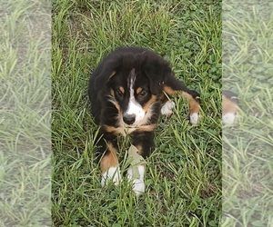 Australian Shepherd Puppy for sale in TYLER, TX, USA