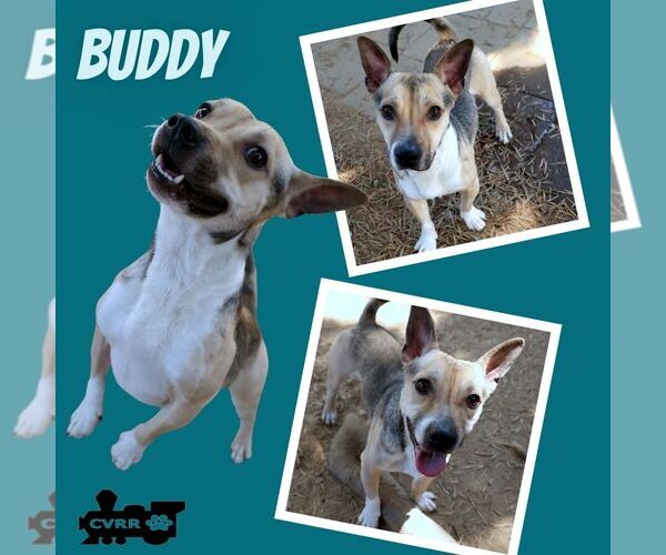 Medium Photo #1 Mutt Puppy For Sale in Lindsay, CA, USA