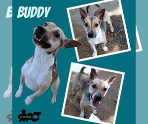Mutt Dogs for adoption in Lindsay, CA, USA