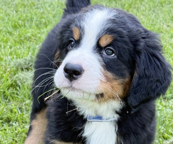 Medium Photo #43 Bernese Mountain Dog Puppy For Sale in SPRINGFIELD, OH, USA