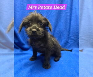 Mutt Dogs for adoption in Modesto, CA, USA
