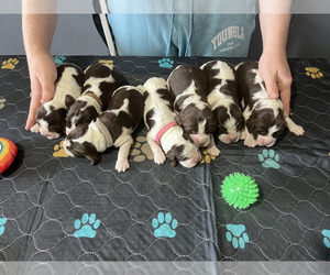 English Springer Spaniel Puppy for sale in WELLS, VT, USA
