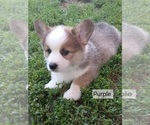 Puppy Simon  Purple C Pembroke Welsh Corgi