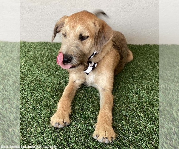 Medium Photo #2 Jack Russell Terrier-Miniature Schnauzer Mix Puppy For Sale in San Diego, CA, USA
