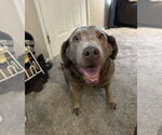 Small Labrador Retriever Mix