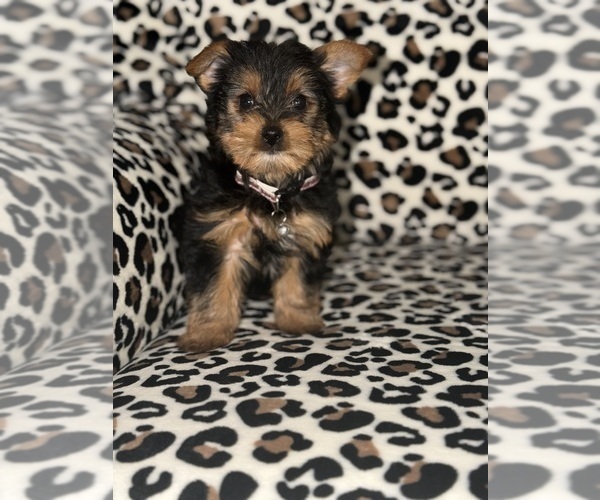 Medium Photo #4 Yorkshire Terrier Puppy For Sale in DETROIT, MI, USA