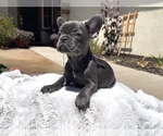 Puppy 3 French Bulldog