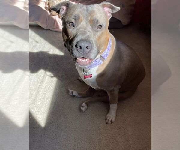 Medium Photo #16 American Pit Bull Terrier-American Staffordshire Terrier Mix Puppy For Sale in Wenonah, NJ, USA