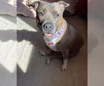 Small #15 American Pit Bull Terrier-American Staffordshire Terrier Mix