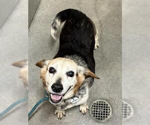 Beagle Dogs for adoption in Forestville, MD, USA
