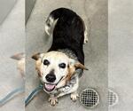 Small Beagle