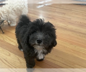 Maltipoo Puppy for sale in CLEVELAND, TN, USA