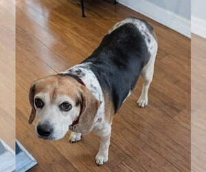 Theresa - Female Beagle Dog for Adoption - Photo #3