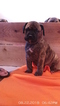 Small Photo #1 Bullmastiff Puppy For Sale in WILSON, NY, USA