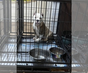 American Bulldog Puppy for Sale in KENNER, Louisiana USA