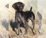 Small Photo #1 German Shorthaired Pointer Puppy For Sale in RANDOLPH, WI, USA