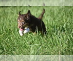 Small #5 Miniature Australian Shepherd