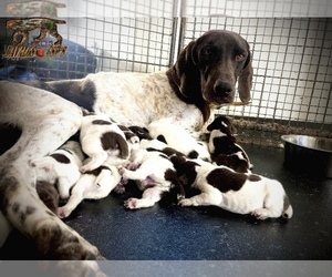 German Shorthaired Pointer Puppy for sale in MORENO VALLEY, CA, USA