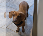 Small #1 Dachshund