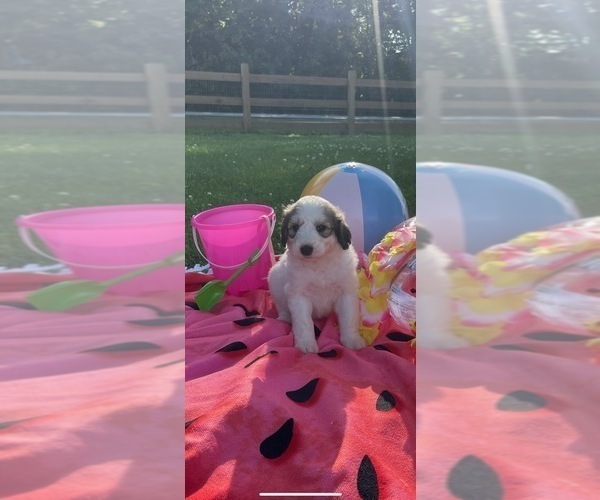 Medium Photo #9 Pyredoodle Puppy For Sale in TRENTON, GA, USA