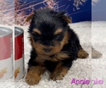 Small #5 Yorkshire Terrier