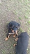 Small Photo #8 Rottweiler Puppy For Sale in PARKLAND, WA, USA