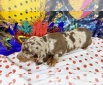 Small #13 Dachshund