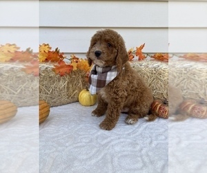 Goldendoodle-Poodle (Toy) Mix Puppy for sale in ORLANDO, FL, USA