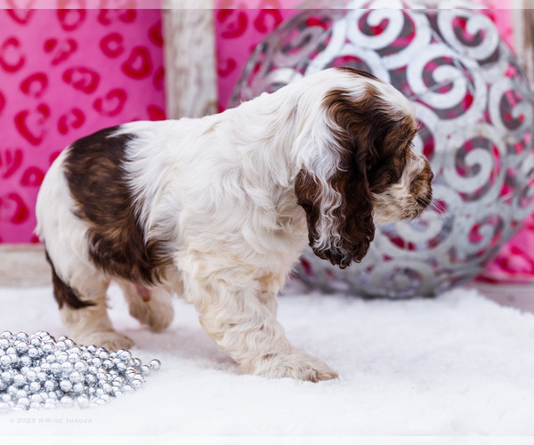 Medium Photo #4 Cocker Spaniel Puppy For Sale in WAKARUSA, IN, USA