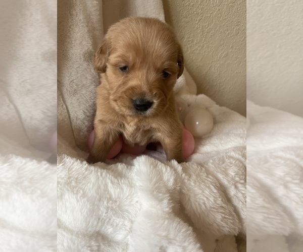 Medium Photo #3 Golden Retriever Puppy For Sale in ANTIOCH, CA, USA