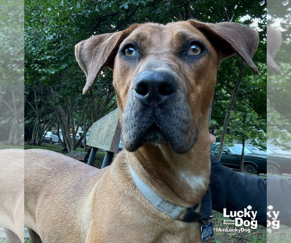 Medium Photo #6 Boxer-Unknown Mix Puppy For Sale in Washington, DC, USA