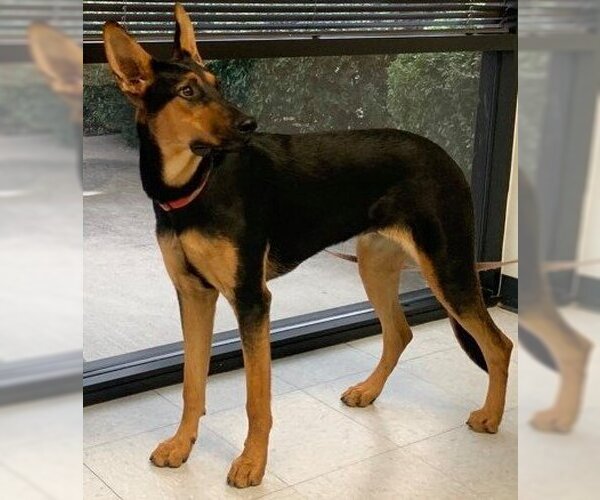 Medium Photo #22 Doberman Pinscher-German Shepherd Dog Mix Puppy For Sale in Spring, TX, USA