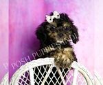 Small #6 Poodle (Toy)