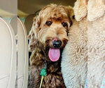 Small #1 Poodle (Standard)