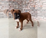 Small Photo #5 Boxer Puppy For Sale in GREENFIELD, IN, USA