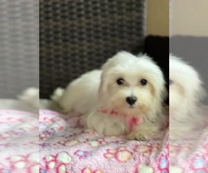 Maltese Puppy for Sale in RALEIGH, North Carolina USA