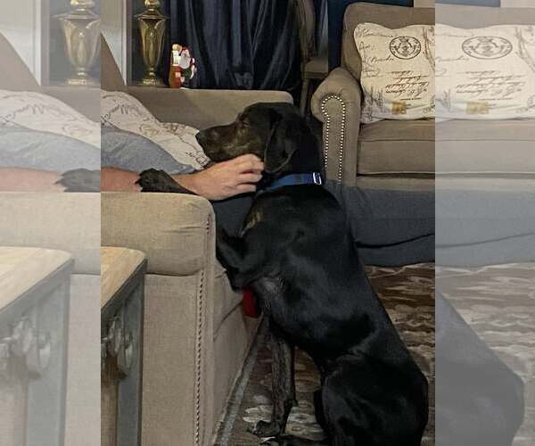 Medium Photo #4 Labrador Retriever-Plott Hound Mix Puppy For Sale in Oakhurst, NJ, USA