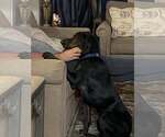 Small #3 Labrador Retriever-Plott Hound Mix