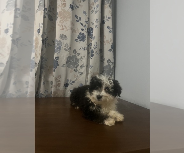 Medium Photo #70 Havanese Puppy For Sale in DURHAM, CT, USA