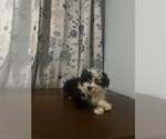 Small #69 Havanese