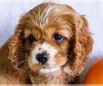 Zack - Male Cockalier Puppy for Sale - Photo #5